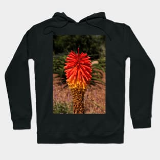 Red desert flower Hoodie